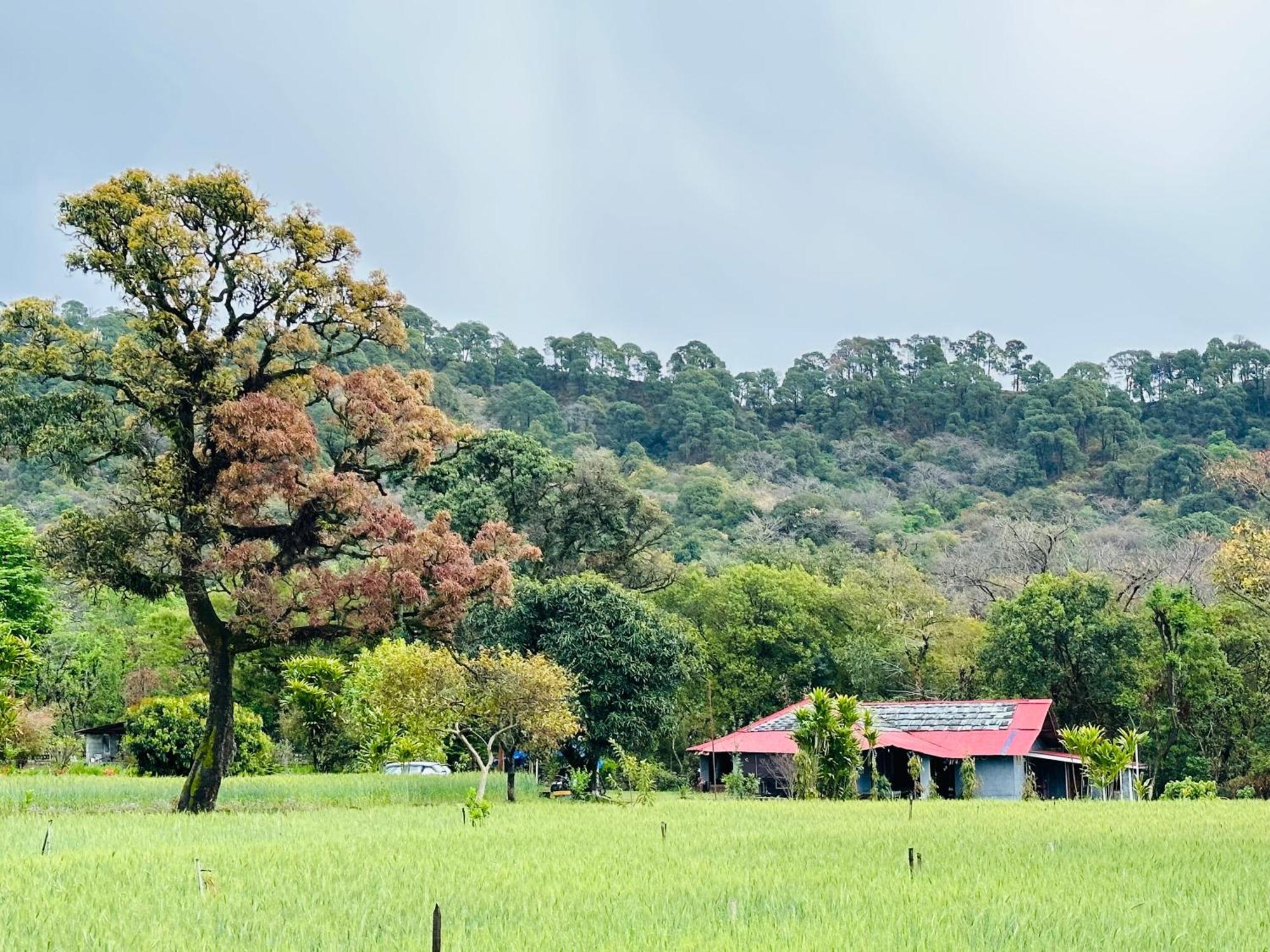 达兰萨拉 Dreamwoods A Travellers Farm旅舍 外观 照片